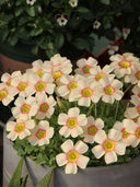 Oxalis obtusa Series Bulb - 'Vermilion', 10 Bulbs