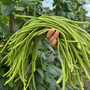 Yuyan Zaoguan Cowpea Seeds, 100g