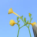 Yellow Little Cow Morning Glory, 10 Seeds