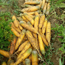 Dutch Yellowstone Carrot Seeds, 1g