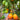 1063 Kozula 141 Tomato, 5 Seeds