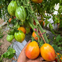 1063 Kozula 141 Tomato, 5 Seeds