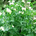 Pea Seeds for Microgreens, 15g Per Bag
