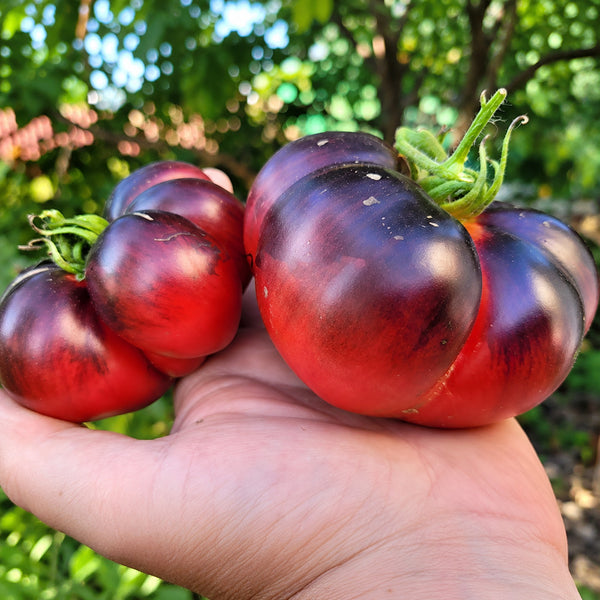 226 Black Russian Rose Tomato, 5 Seeds