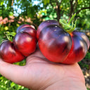226 Black Russian Rose Tomato, 5 Seeds