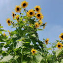Giant Branching Sunflower, 200 Seeds