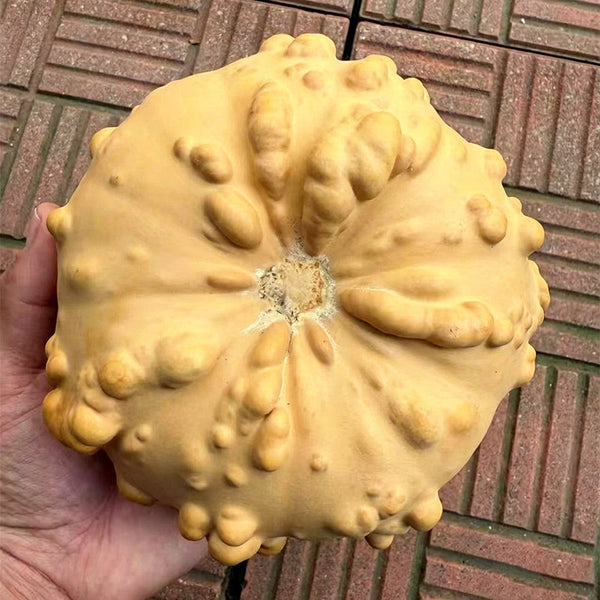 Extra-large Bumpy Gourd, 10 Seeds