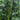 Green General Yardlong Bean Seeds, 15 Grams ≈ 80 Seeds