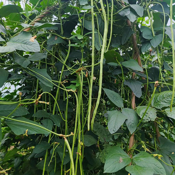 Green General Yardlong Bean Seeds, 15 Grams ≈ 80 Seeds