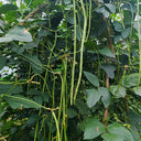 Green General Yardlong Bean Seeds, 15 Grams ≈ 80 Seeds