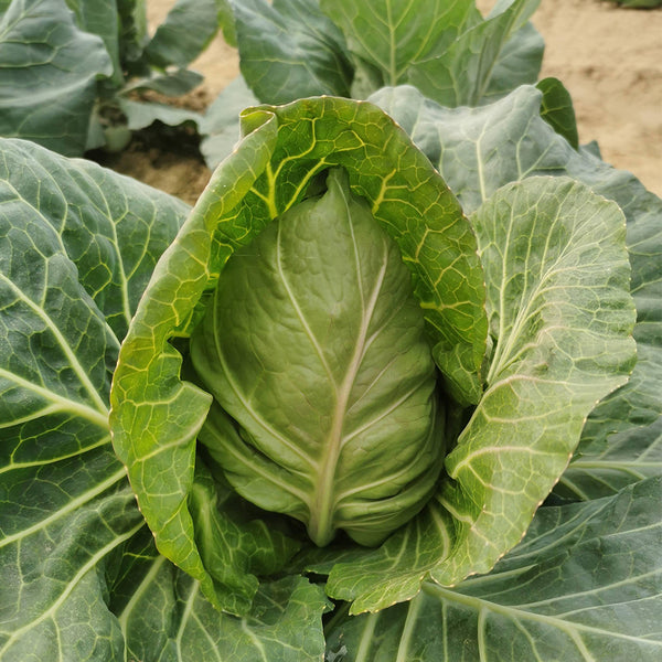 Xingyou Chunfeng Cabbage Seeds, 2g