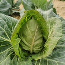 Xingyou Chunfeng Cabbage Seeds, 2g