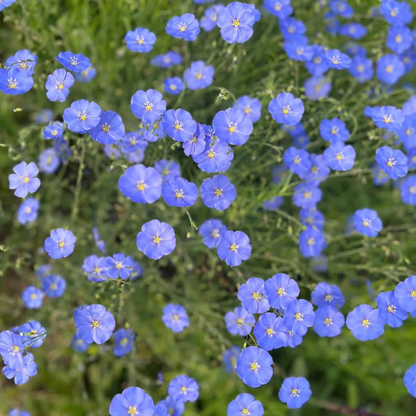 Blue Flax, 1g