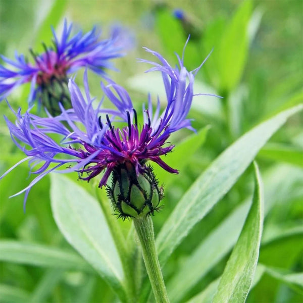 Mountain Bluet, 100 Seeds