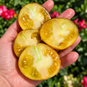 538 Almower Black Dwarf Tomato