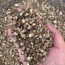 Bupleurum chinense, 200 Seeds
