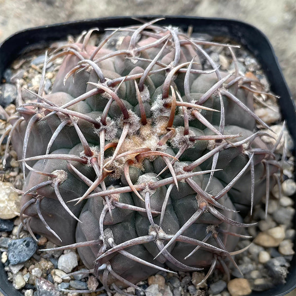 Gymnocalycium riojense, 3-4cm