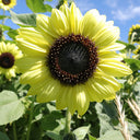 'Green Crown' Ornamental Sunflower Seeds, 1g