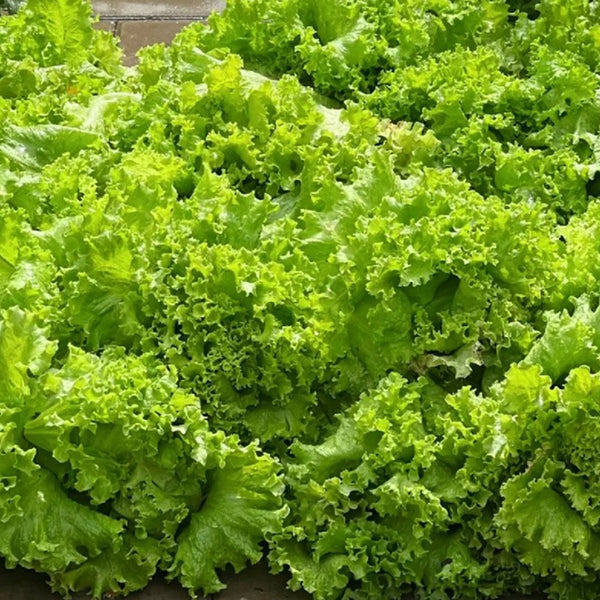 Big Speed Lettuce Seeds, 5g