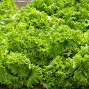 Big Speed Lettuce Seeds, 5g