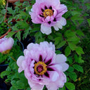 Purple-spotted Peony Mixed, 20 Seeds
