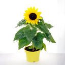 Bonsai Sunflowers Seeds, 3g