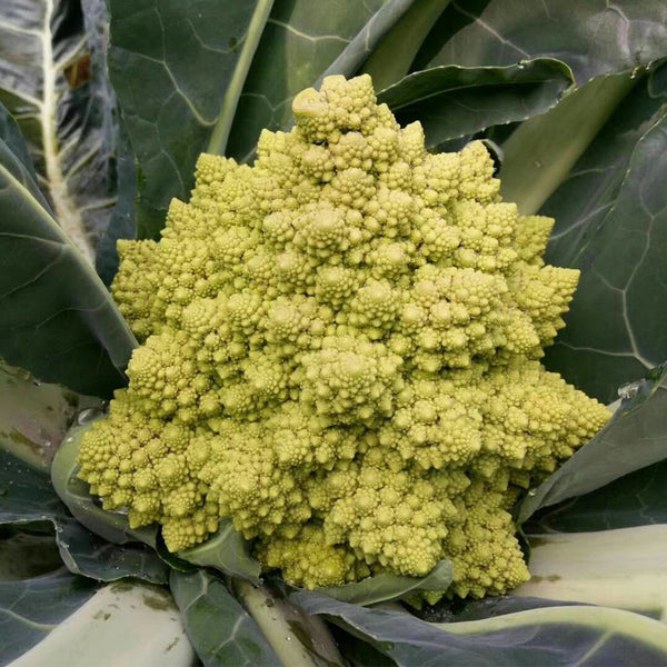 Dutch White Pagoda Cauliflower, 10 Seeds