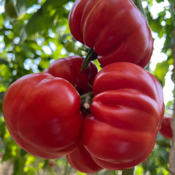 Giant Steak Tomato, 10 Seeds