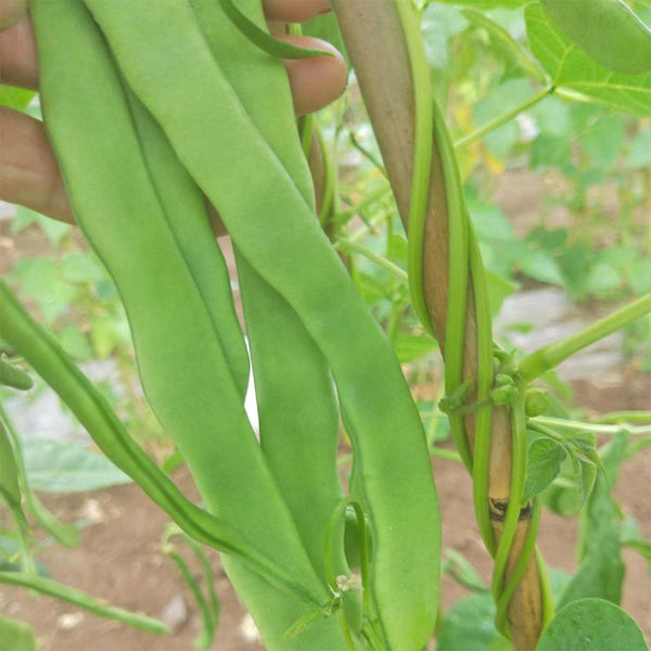 Huajun No.10 Snow Bean Seeds, 10g