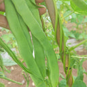 Huajun No.10 Snow Bean Seeds, 10g