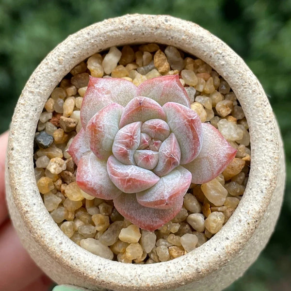 Echeveria cv. 'Pink Diamond', 2pcs x 1-head