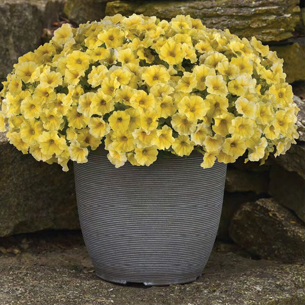U2332 Caliburst Yellow F1 Petchoa, 5 Seeds