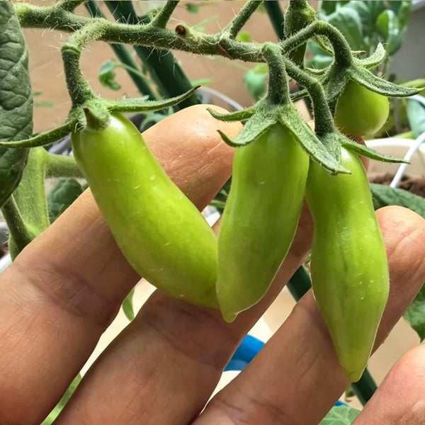 Sweet Bubble F5 Tomato, 5 Seeds