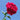 Red Sweet William Seeds, 500 Seeds