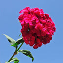 Red Sweet William Seeds, 500 Seeds