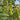 Qingguo Qingcheng F1 Tomato, 5 Seeds