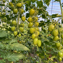 Qingguo Qingcheng F1 Tomato, 5 Seeds