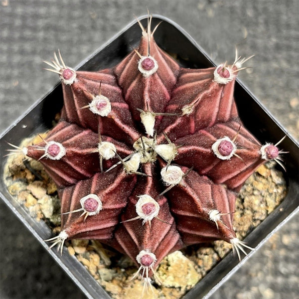 Gymnocalycium mihanovichii 'Hibotan Purple', 3-4cm