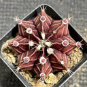 Gymnocalycium mihanovichii 'Hibotan Purple', 3-4cm