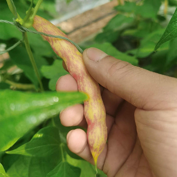 Dayu Red Golden Hook Snap Bean Seeds, 20g