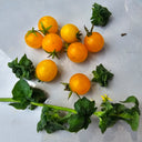 719 Yellow Drumstick Tomato, 5 Seeds