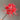 Blood Red Chunxiao Lycoris, 1 Bulb