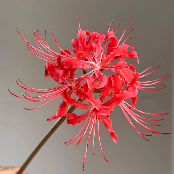 Blood Red Chunxiao Lycoris, 1 Bulb