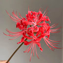 Blood Red Chunxiao Lycoris, 1 Bulb