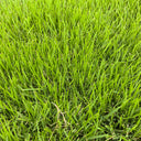 Chinese Zoysia Grass Coated Seeds, 50g