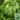 Caesar Crisphead Lettuce Seeds, 1g