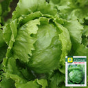 Caesar Crisphead Lettuce Seeds, 1g