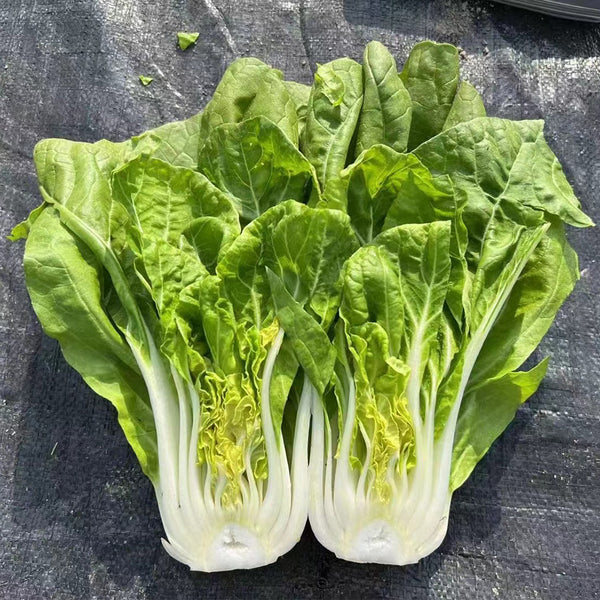 'Huanghe 437' Bok Choy Seeds, 10g