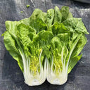 'Huanghe 437' Bok Choy Seeds, 10g