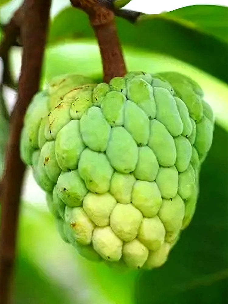 Soursop Seeds